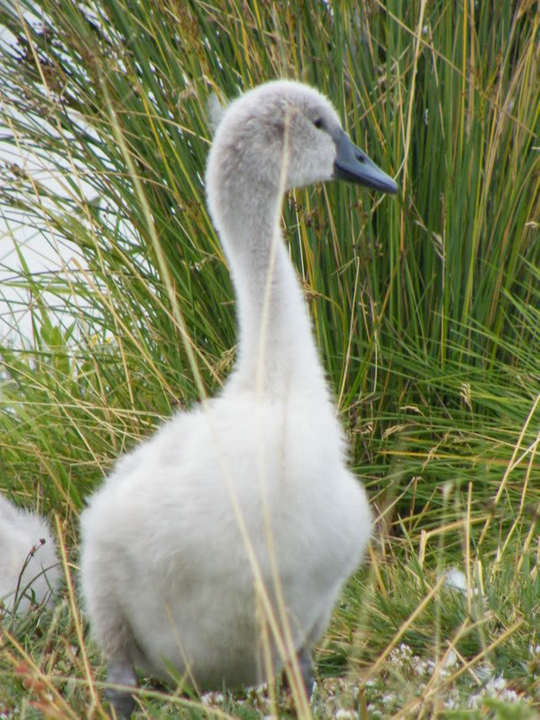 Swan watch - From Stanwick Lakes - Page 5 19thJuly2010005