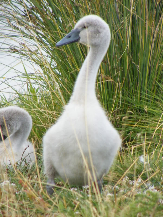 Swan watch - From Stanwick Lakes - Page 5 19thJuly2010006