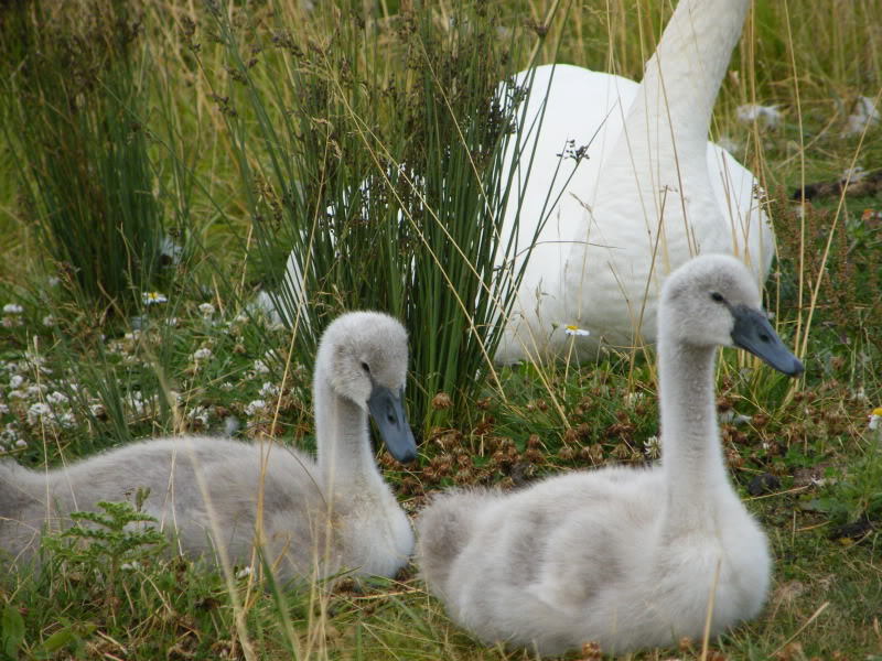 Swan watch - From Stanwick Lakes - Page 5 19thJuly2010014