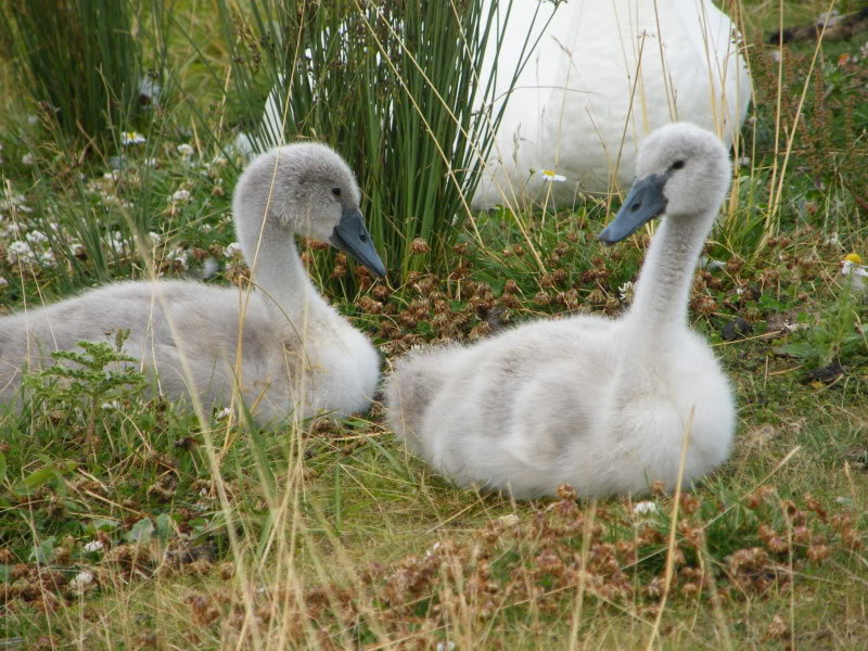 Swan watch - From Stanwick Lakes - Page 5 19thJuly2010016