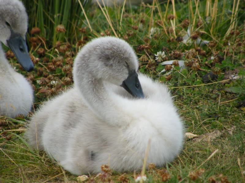 Swan watch - From Stanwick Lakes - Page 5 19thJuly2010024