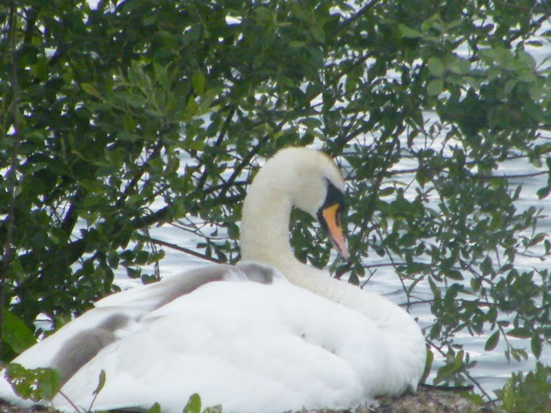 Swan watch - From Stanwick Lakes - Page 2 19thJune2010004