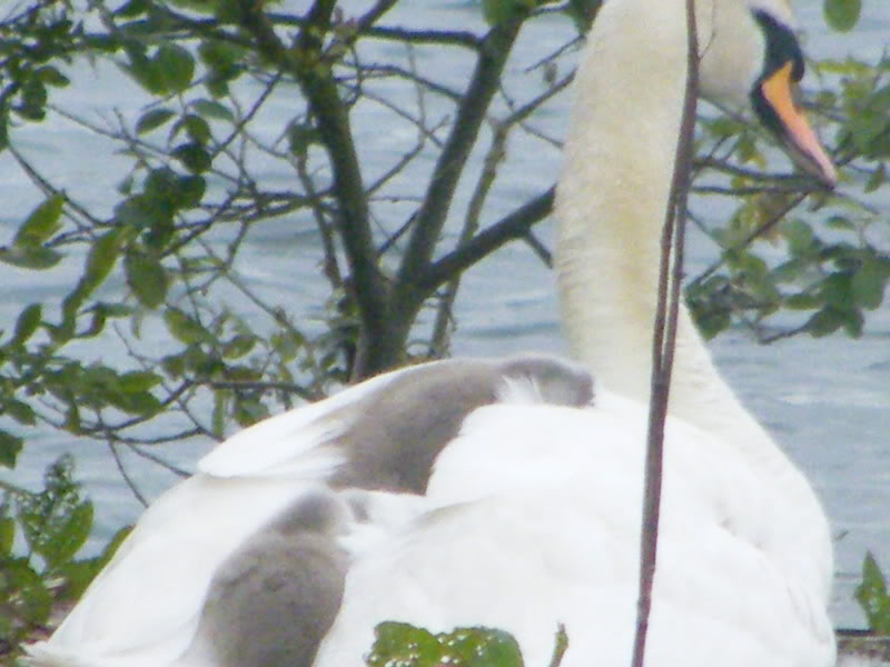 Swan watch - From Stanwick Lakes - Page 2 19thJune2010008