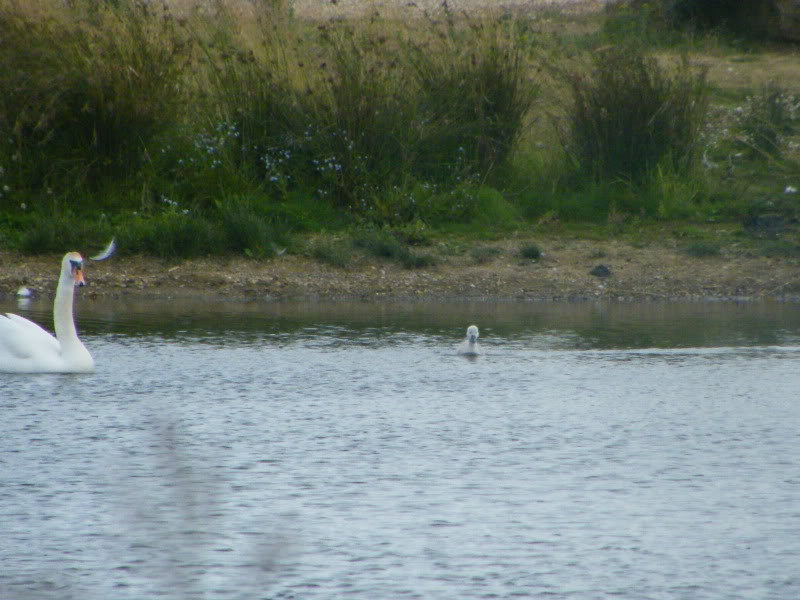 Swan watch - From Stanwick Lakes - Page 4 1stJuly2010001