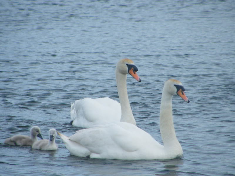 Swan watch - From Stanwick Lakes - Page 4 1stJuly2010004