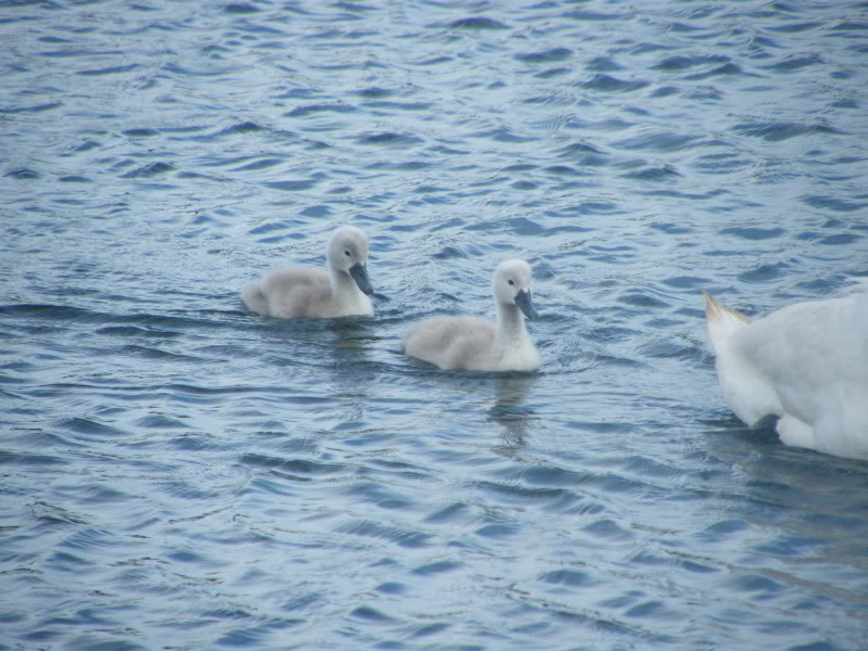 Swan watch - From Stanwick Lakes - Page 4 1stJuly2010006