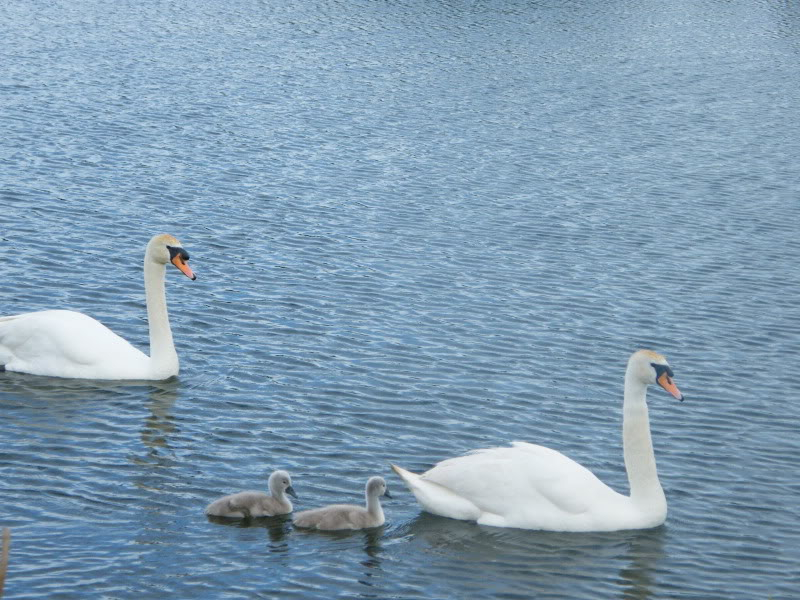 Swan watch - From Stanwick Lakes - Page 4 1stJuly2010008