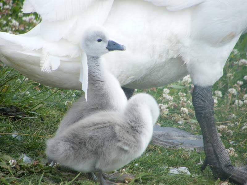 Swan watch - From Stanwick Lakes - Page 2 20thJune2010010