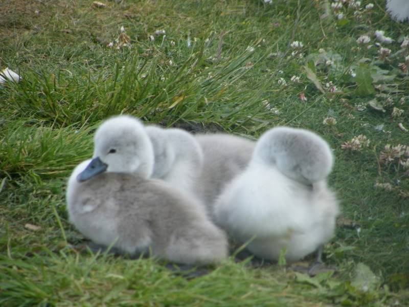 Swan watch - From Stanwick Lakes - Page 2 20thJune2010013