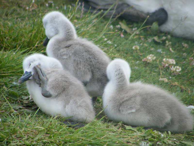 Swan watch - From Stanwick Lakes - Page 2 20thJune2010020