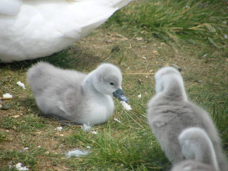 Swan watch - From Stanwick Lakes - Page 2 20thJune2010022