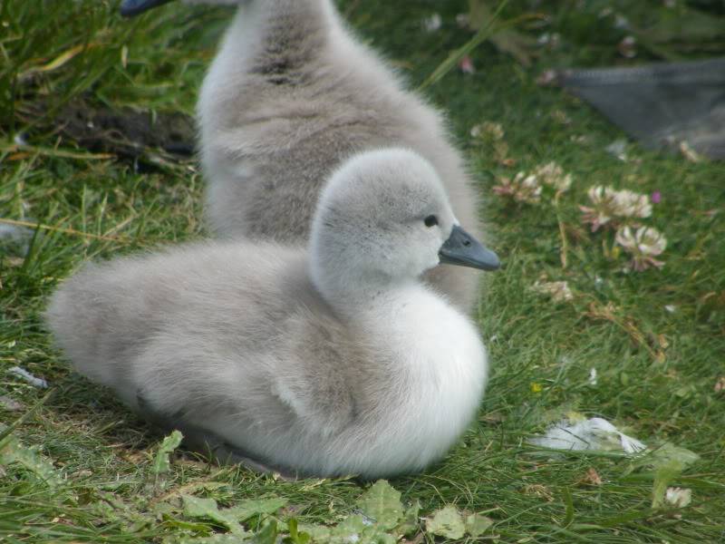 Swan watch - From Stanwick Lakes - Page 2 20thJune2010023