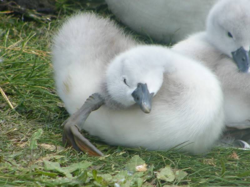 Swan watch - From Stanwick Lakes - Page 2 20thJune2010026