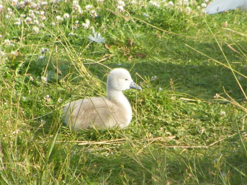 Swan watch - From Stanwick Lakes - Page 2 21stJune2010003