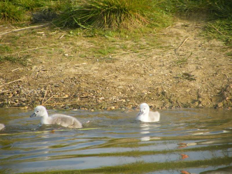 Swan watch - From Stanwick Lakes - Page 2 21stJune2010012