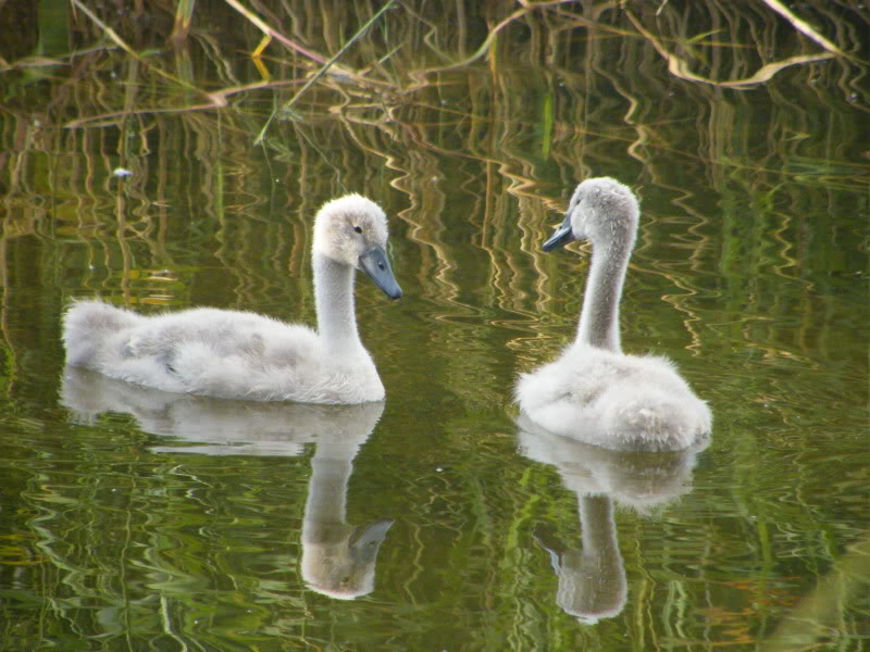 Swan watch - From Stanwick Lakes - Page 5 23rdJuly2010013