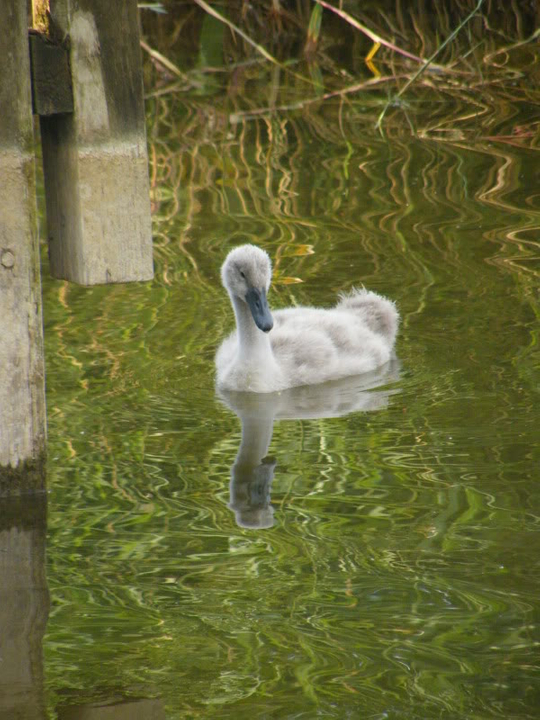 Swan watch - From Stanwick Lakes - Page 5 23rdJuly2010017