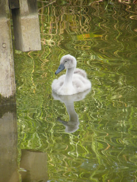 Swan watch - From Stanwick Lakes - Page 5 23rdJuly2010018