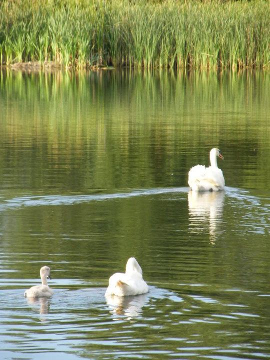 Swan watch - From Stanwick Lakes - Page 5 23rdJuly2010025