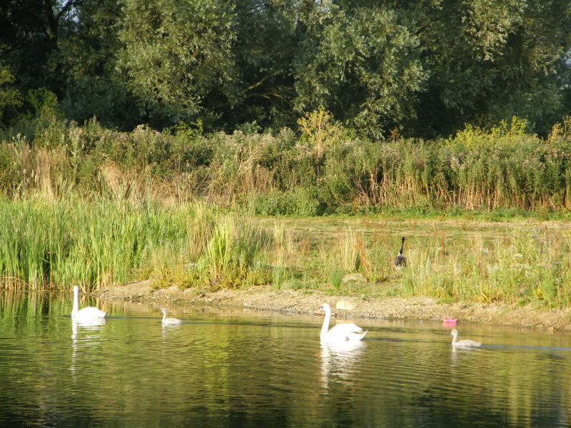 Swan watch - From Stanwick Lakes - Page 5 23rdJuly2010029