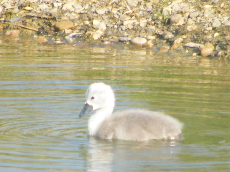 Swan watch - From Stanwick Lakes - Page 3 23rdJune2010002