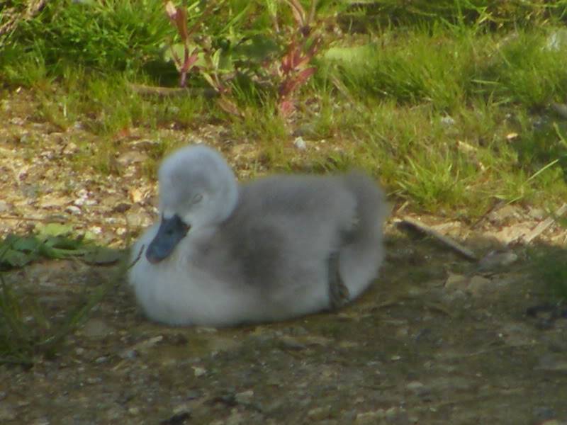 Swan watch - From Stanwick Lakes - Page 3 23rdJune2010003