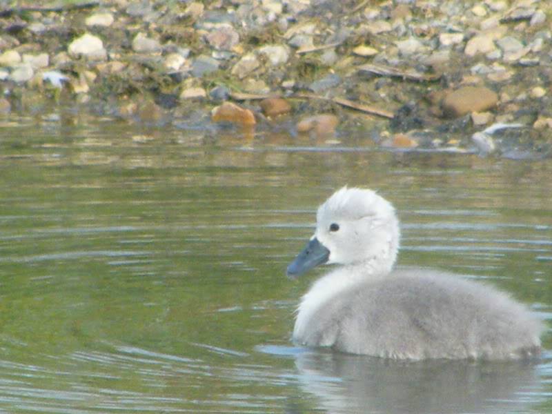 Swan watch - From Stanwick Lakes - Page 3 23rdJune2010004