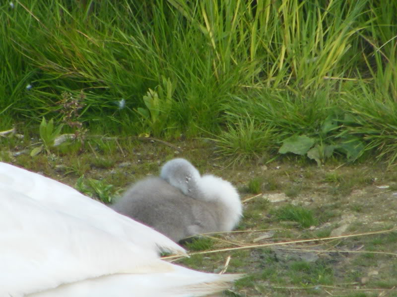 Swan watch - From Stanwick Lakes - Page 3 23rdJune2010009