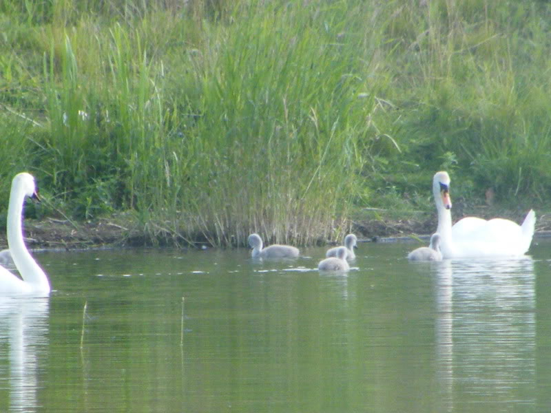 Swan watch - From Stanwick Lakes - Page 3 23rdJune2010020