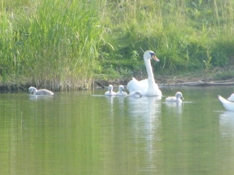 Swan watch - From Stanwick Lakes - Page 3 23rdJune2010021