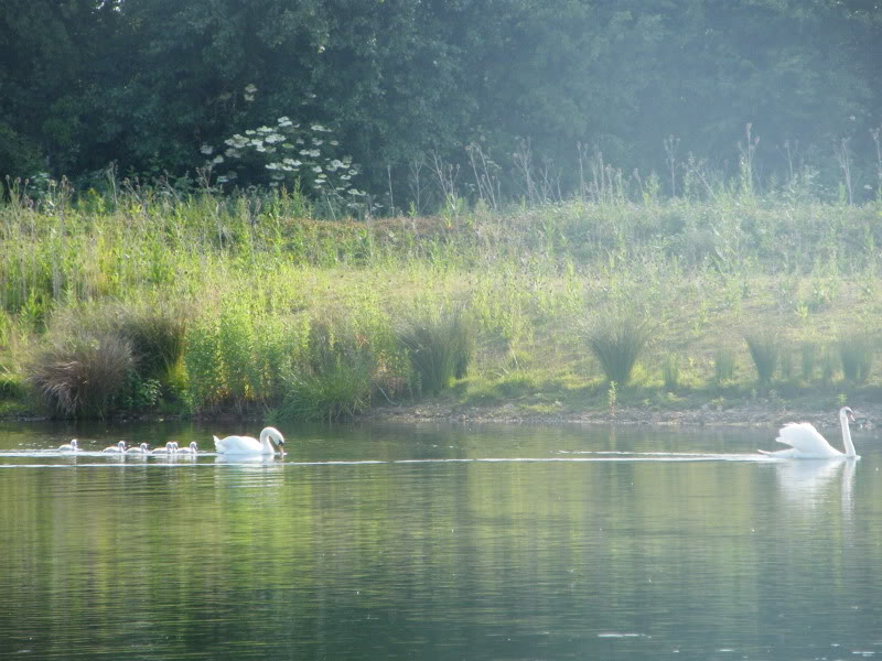 Swan watch - From Stanwick Lakes - Page 3 23rdJune2010024