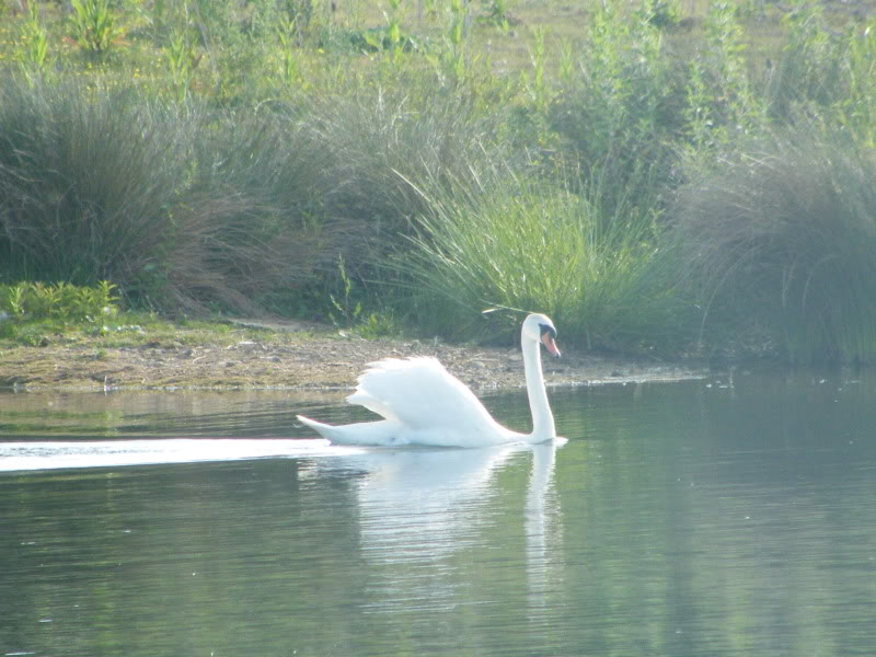 Swan watch - From Stanwick Lakes - Page 3 23rdJune2010025