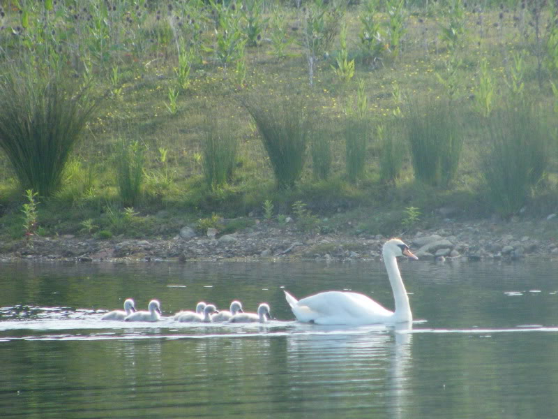 Swan watch - From Stanwick Lakes - Page 3 23rdJune2010026