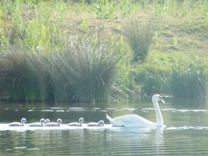 Swan watch - From Stanwick Lakes - Page 3 23rdJune2010027