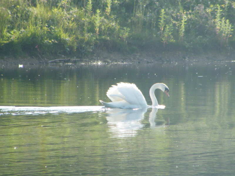 Swan watch - From Stanwick Lakes - Page 3 23rdJune2010028