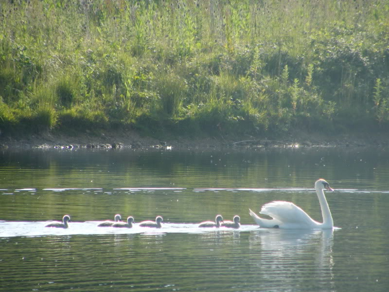 Swan watch - From Stanwick Lakes - Page 3 23rdJune2010030