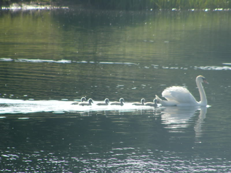 Swan watch - From Stanwick Lakes - Page 3 23rdJune2010031