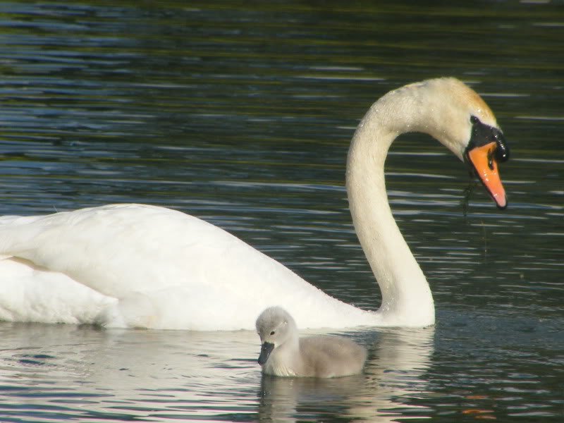 Swan watch - From Stanwick Lakes - Page 3 24thJune2010003