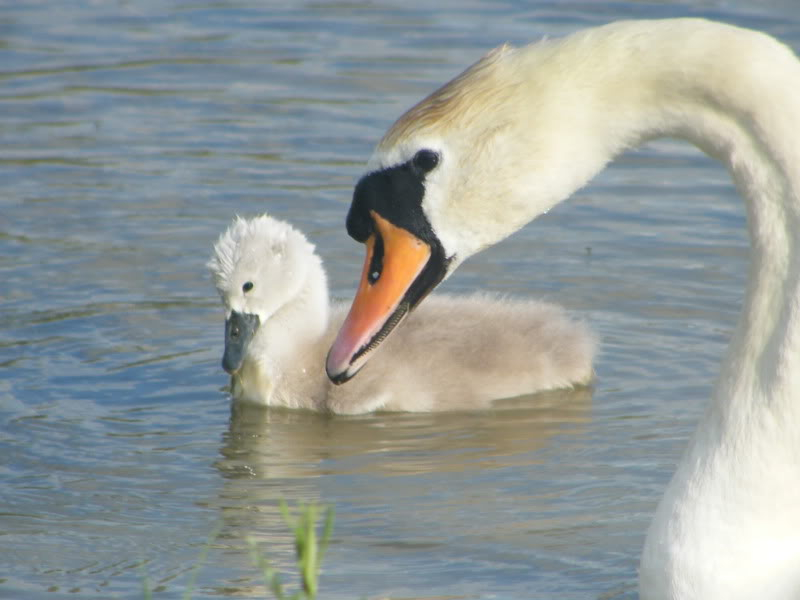 Swan watch - From Stanwick Lakes - Page 3 24thJune2010005