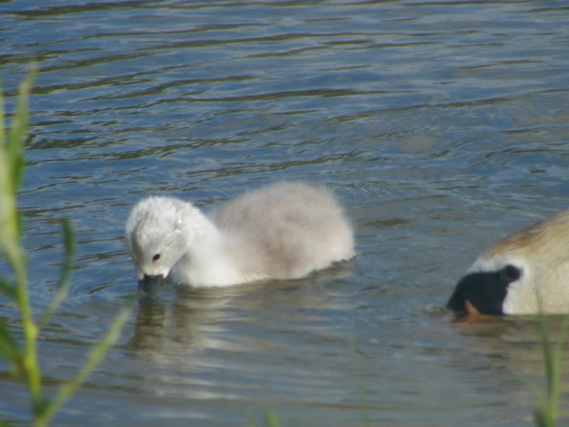 Swan watch - From Stanwick Lakes - Page 3 24thJune2010006