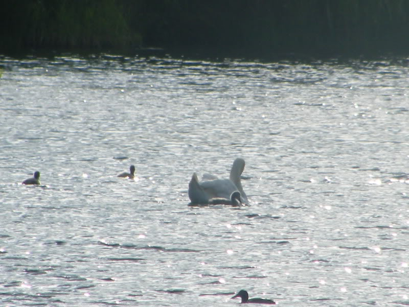 Swan watch - From Stanwick Lakes - Page 3 24thJune2010028