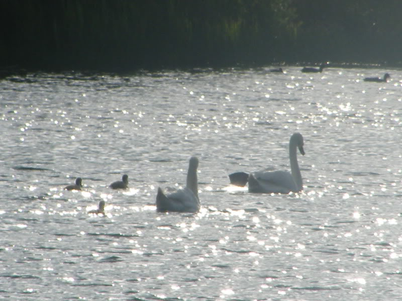 Swan watch - From Stanwick Lakes - Page 3 24thJune2010029