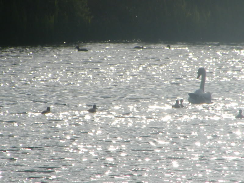 Swan watch - From Stanwick Lakes - Page 3 24thJune2010030