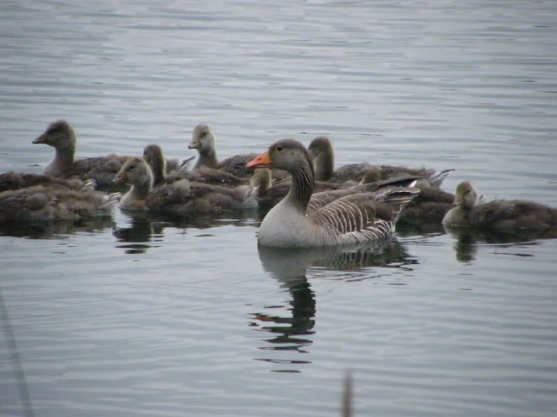 By popular demand ... Goosewatch ... from Stanwick Lakes 26thMay2010005