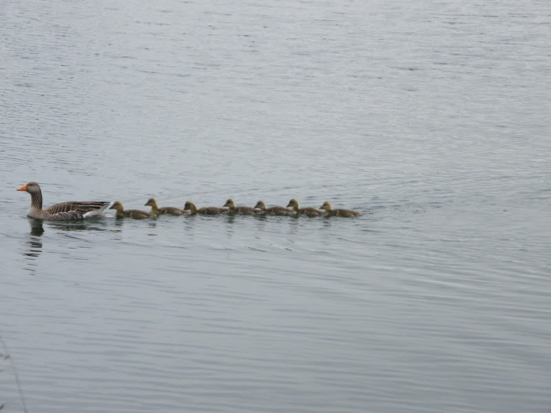 By popular demand ... Goosewatch ... from Stanwick Lakes 26thMay2010009