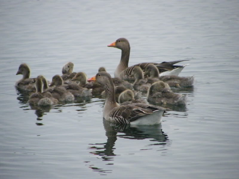 By popular demand ... Goosewatch ... from Stanwick Lakes 26thMay2010011