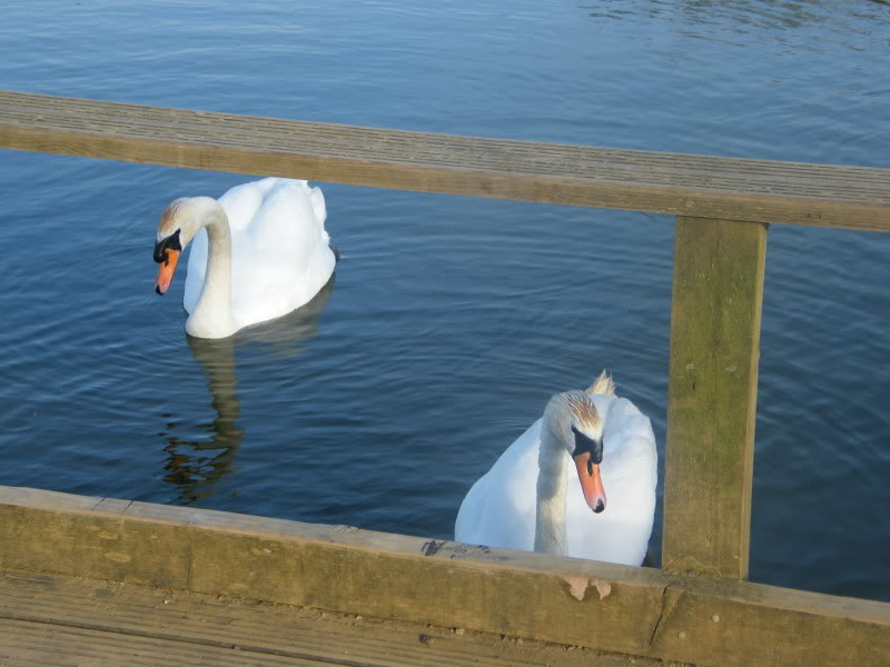 Swan watch - From Stanwick Lakes - Page 3 28thJune2010002