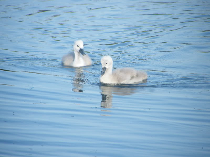 Swan watch - From Stanwick Lakes - Page 3 28thJune2010014