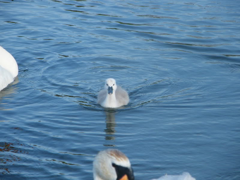 Swan watch - From Stanwick Lakes - Page 3 28thJune2010017