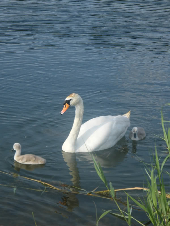 Swan watch - From Stanwick Lakes - Page 3 29thJune2010003-1